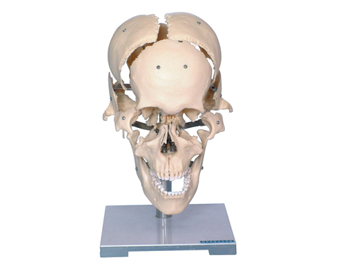 �B��ɫ���xģ�ͣ���������