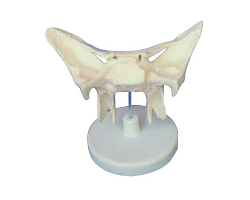 ���ǷŴ�ģ��