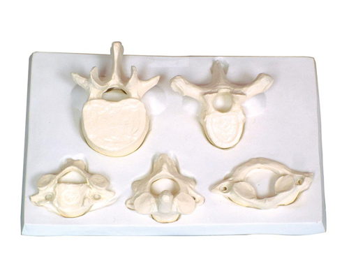 ��������i��������׵�Ŵ�