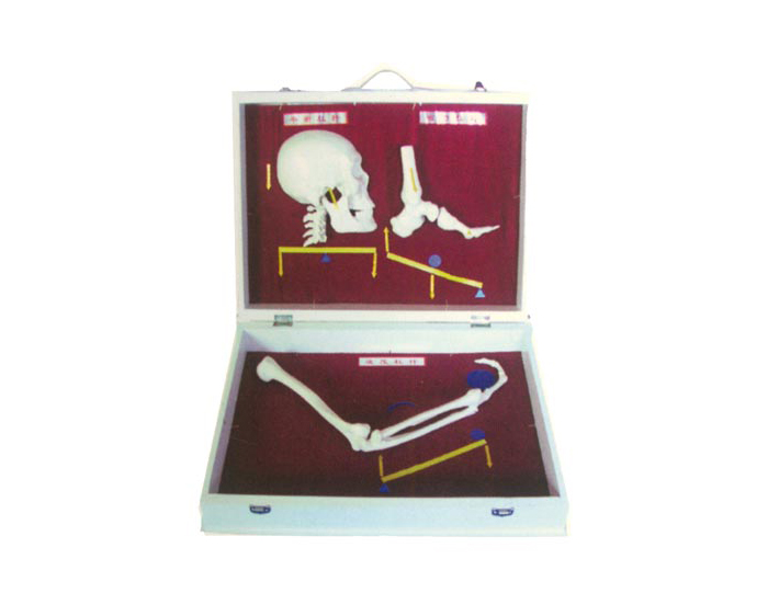 ���w�ǸܗU���ģ��