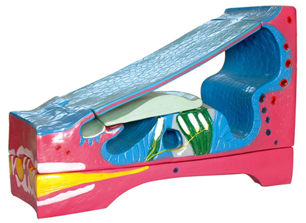 ��������Ĥ��΁�ܣ�3������