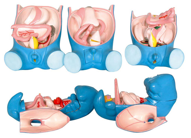 ��������������������ֳ���wǻ�l(f��)����5������