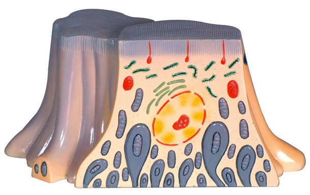 �I�K����С����Ƥ�����ĳ�΢�Y(ji��)��(g��u)