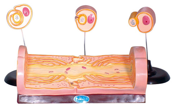 �܇���(j��ng)�w�S���ʵİl(f��)���������w�S�ĳ�΢�Y(ji��)��(g��u)