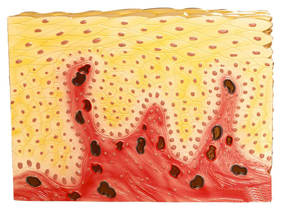 ��(f��)�ӱ�ƽ��Ƥ�M��