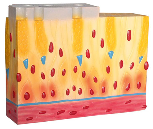 �ُ�(f��)���wë������Ƥ�M��