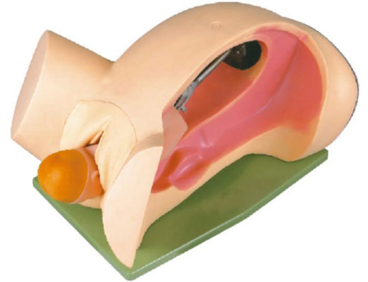 ����C�D(zhu��n)ʾ��ģ��