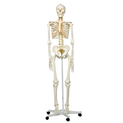 ���A�͹���Fred��݆ʽ5�_֧��