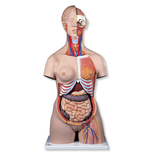 Ů�Ժ��A���|��ģ�ͣ����^����20����