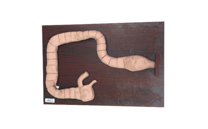 心肺復(fù)蘇模擬人